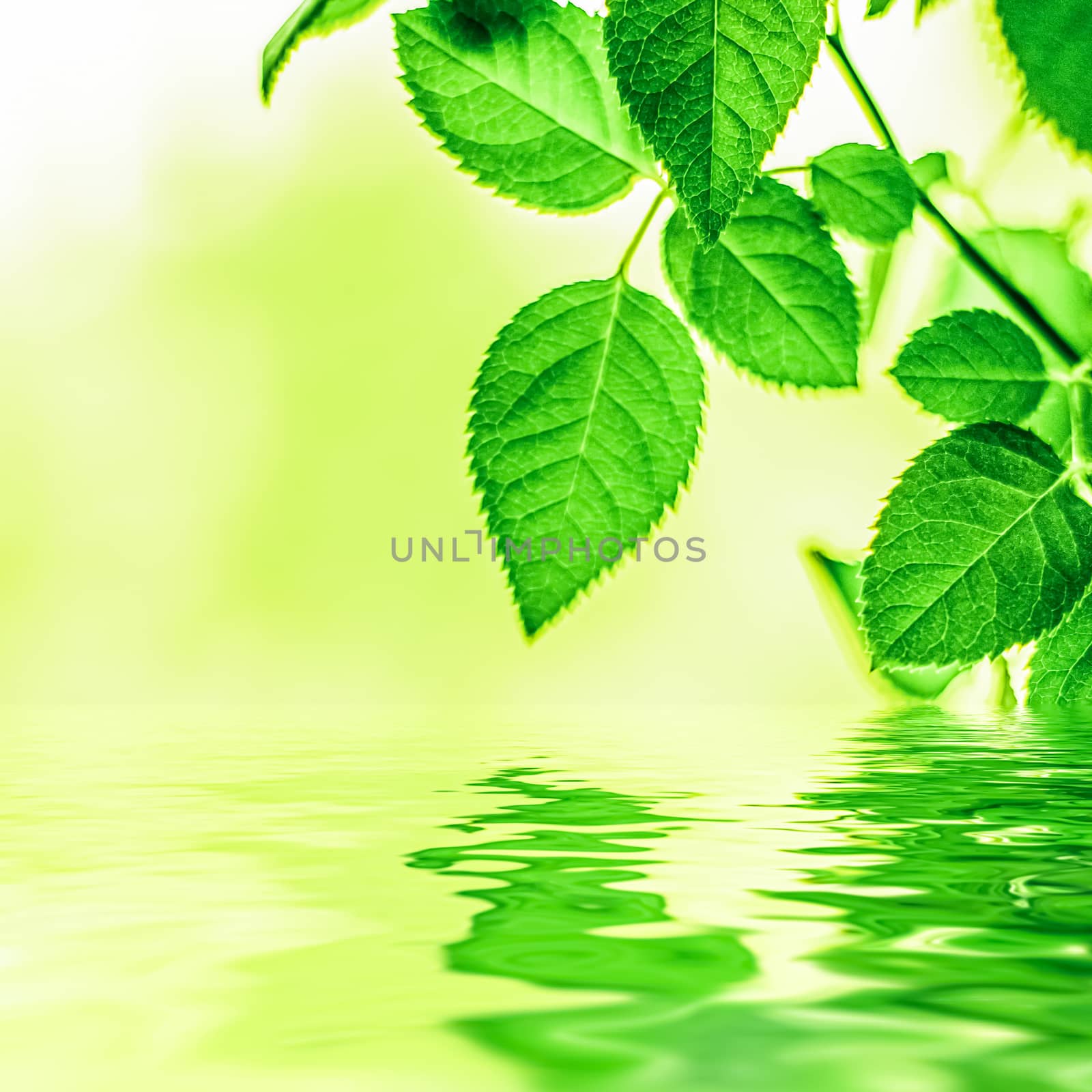 Green leaves and spring water,  eco nature and bio energy backgr by Anneleven