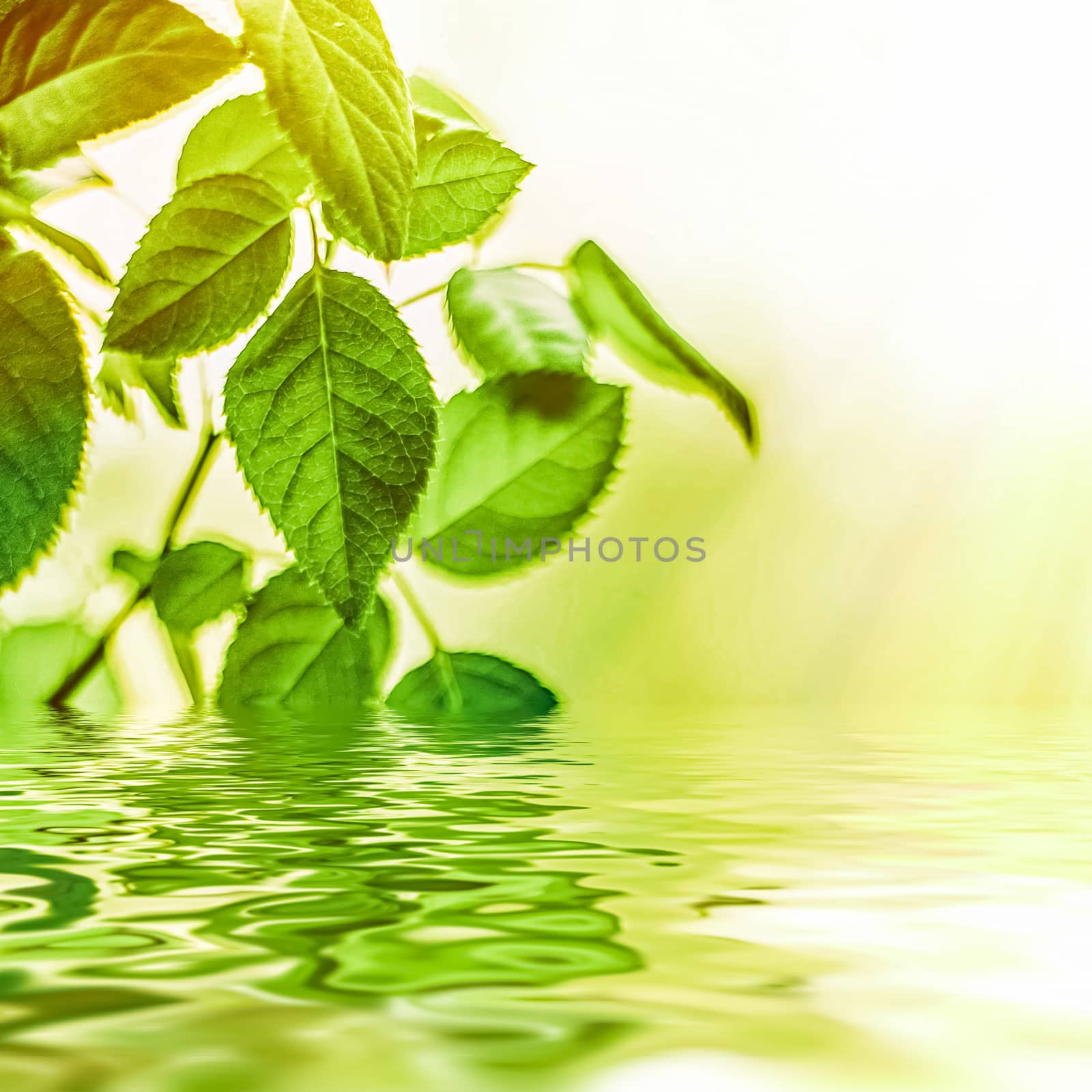 Green leaves and spring water,  eco nature and bio energy backgr by Anneleven