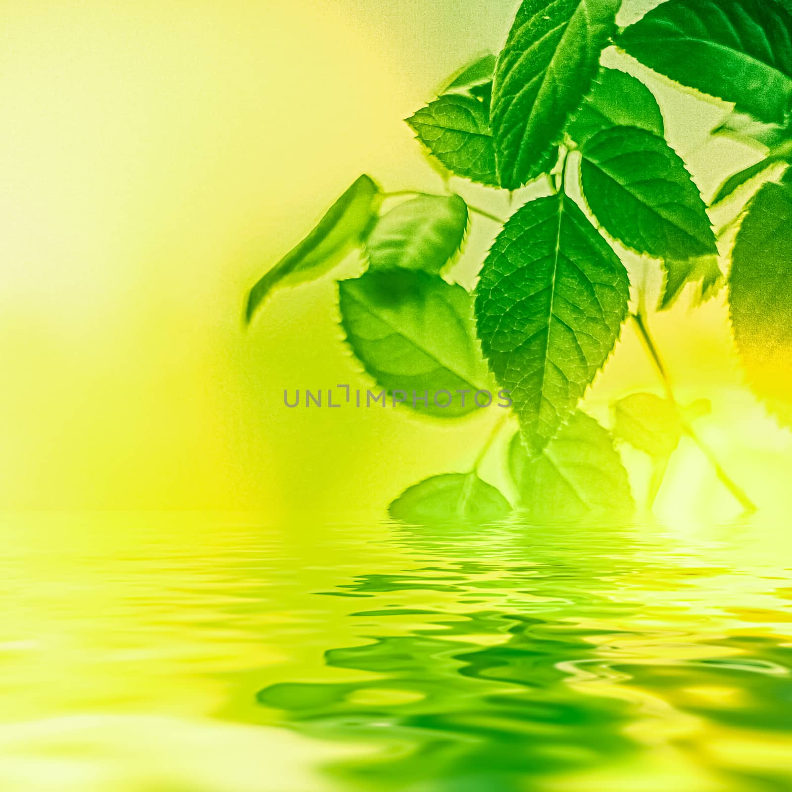 Green leaves and spring water,  eco nature and bio energy background design