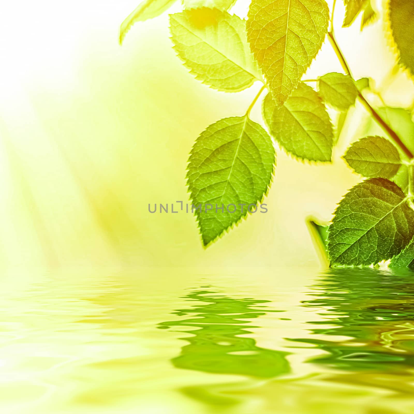 Green leaves and spring water,  eco nature and bio energy background design