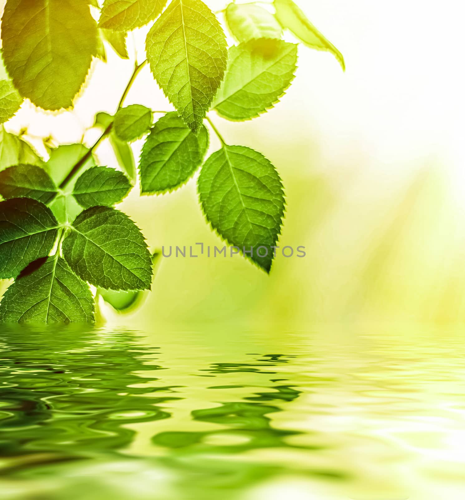 Green leaves and spring water,  eco nature and bio energy background design