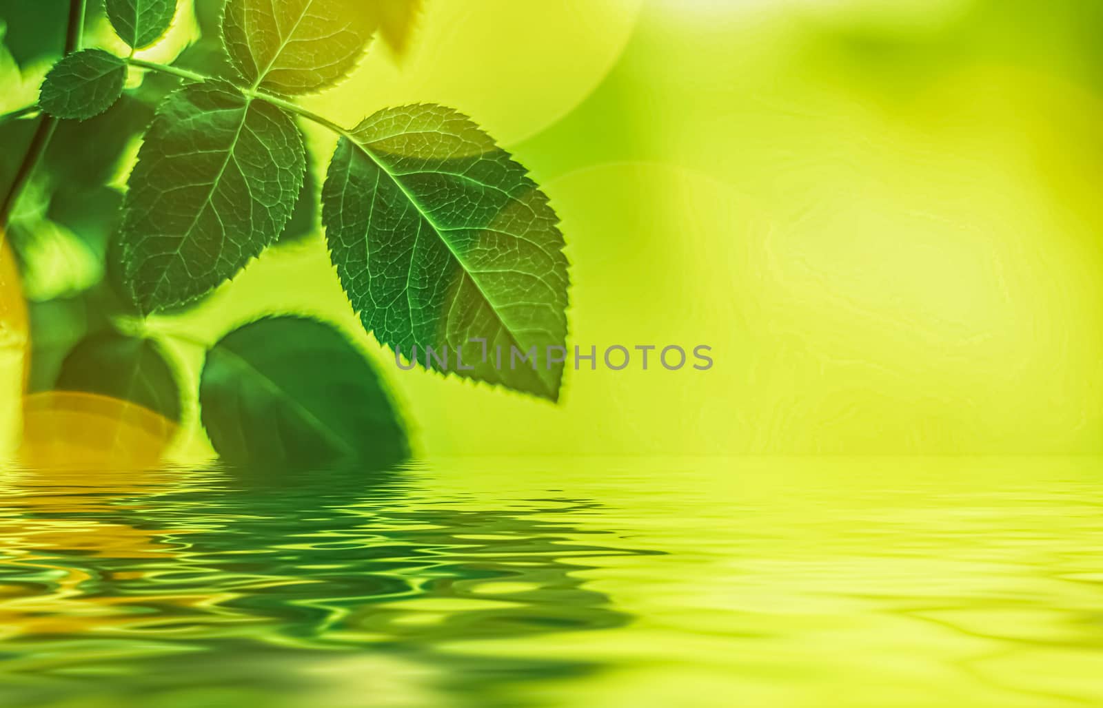 Green leaves and spring water,  eco nature and bio energy background design