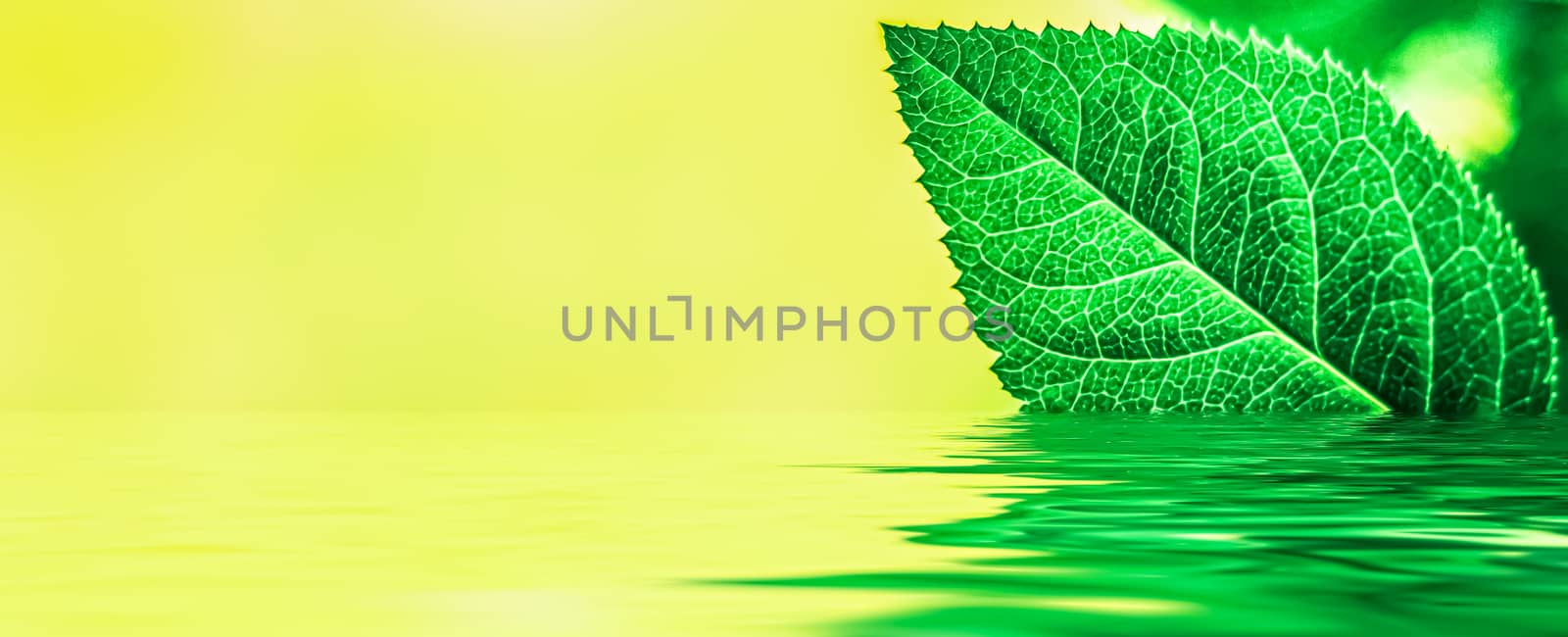 Green leaves and spring water,  eco nature and bio energy background design