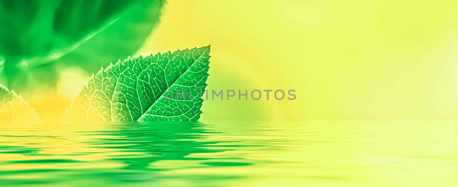 Green leaves and spring water,  eco nature and bio energy background design