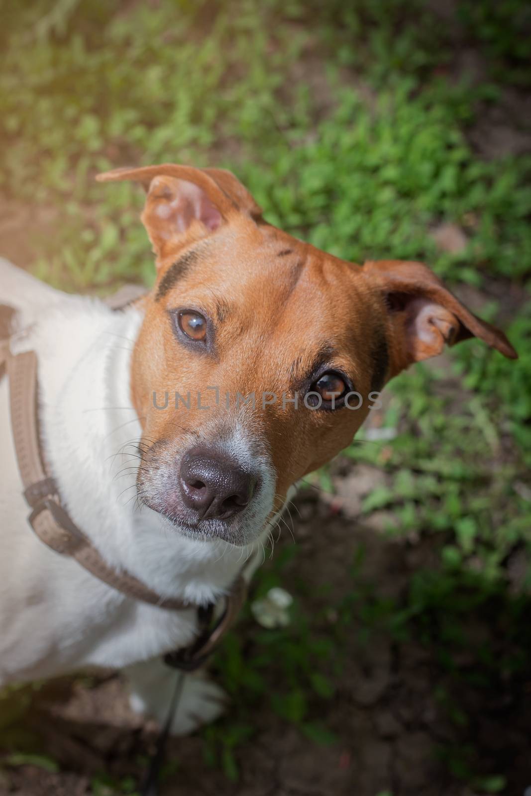 A curious look from a dog. Pet. Four-legged friend. Close up portrait of dog Jen Russell Terrier. Photo aspect ratio 1:1