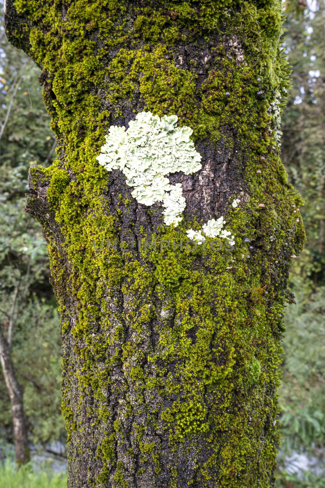 white lichens attached to a tree trunk
