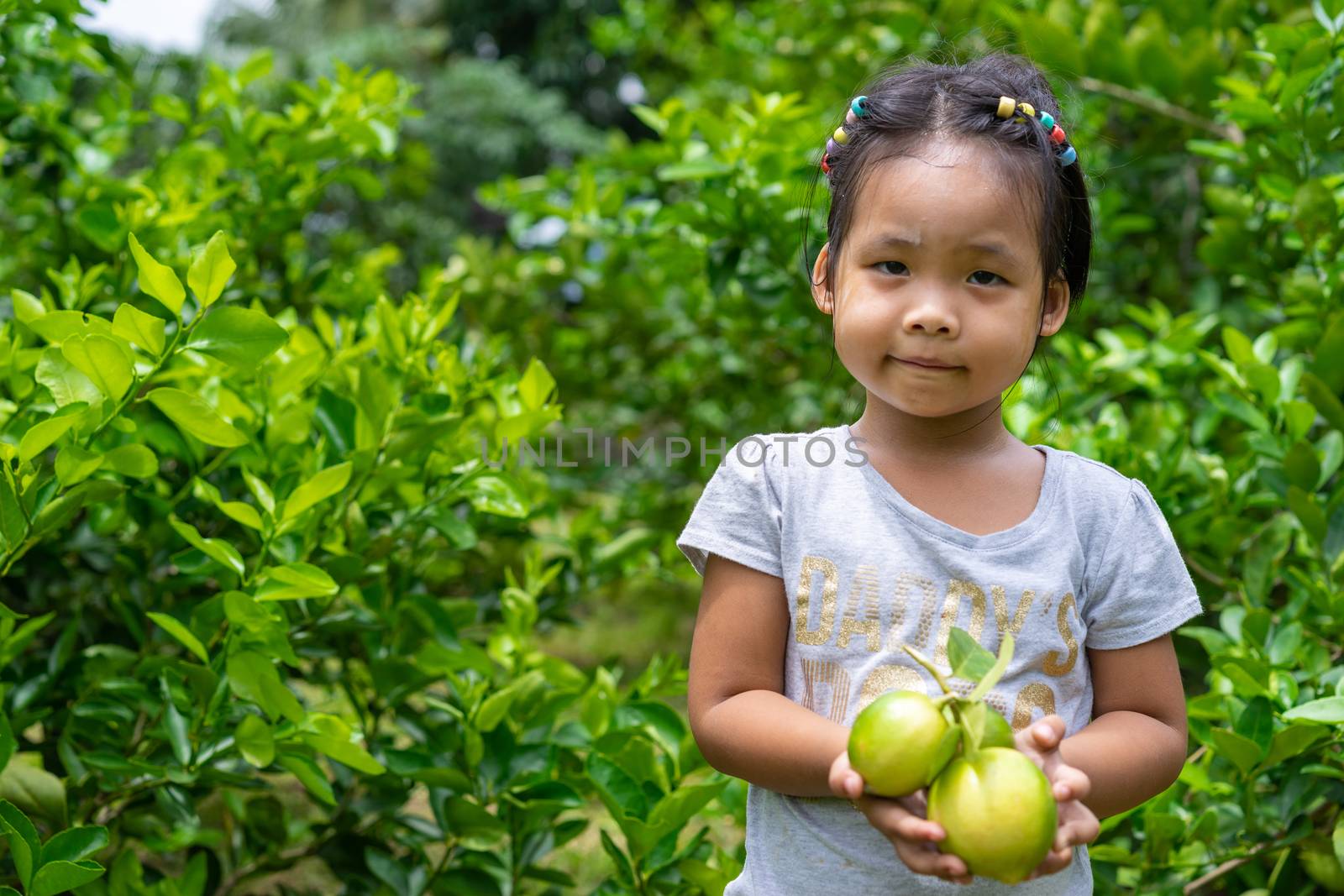 Green beautiful fresh limes in child's hand in the garden