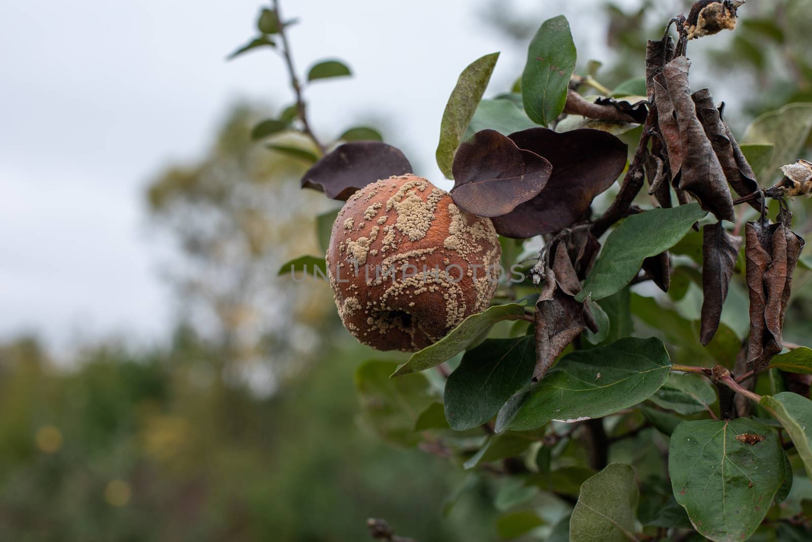 Monilia laxa infestation plant disease, Rotten quince on the fru by adamr