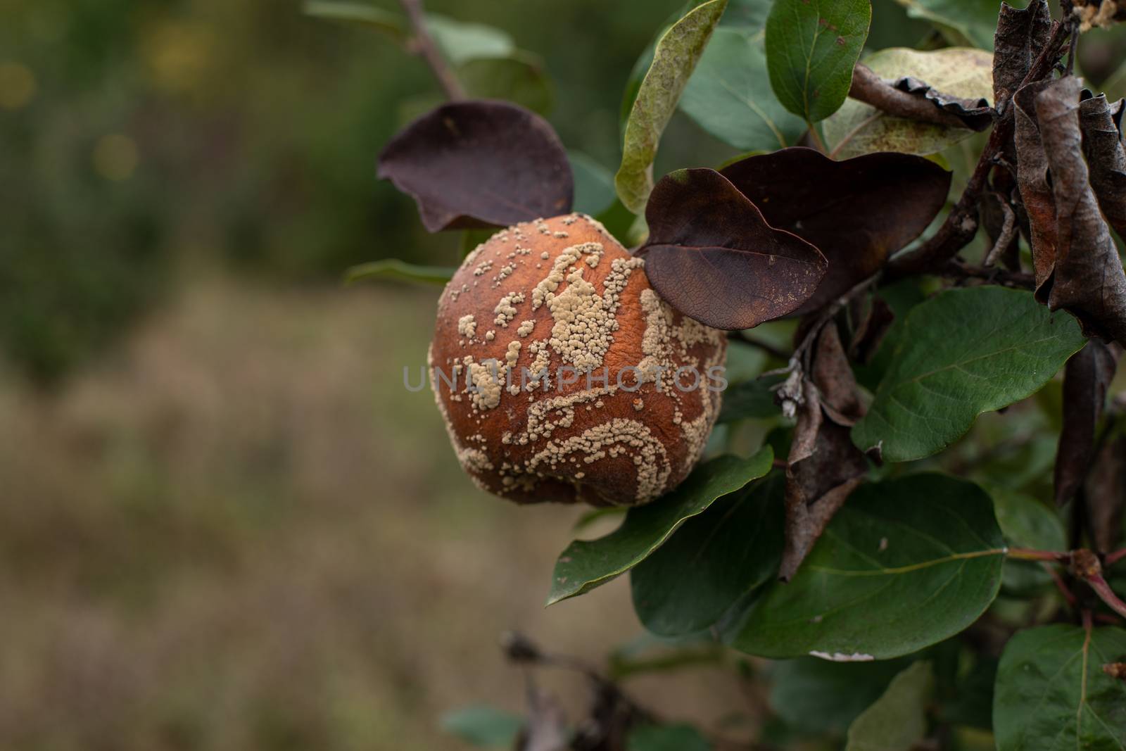 Monilia laxa (Monilinia laxa) infestation, plant disease, Rotten quince apple on the fruit tree