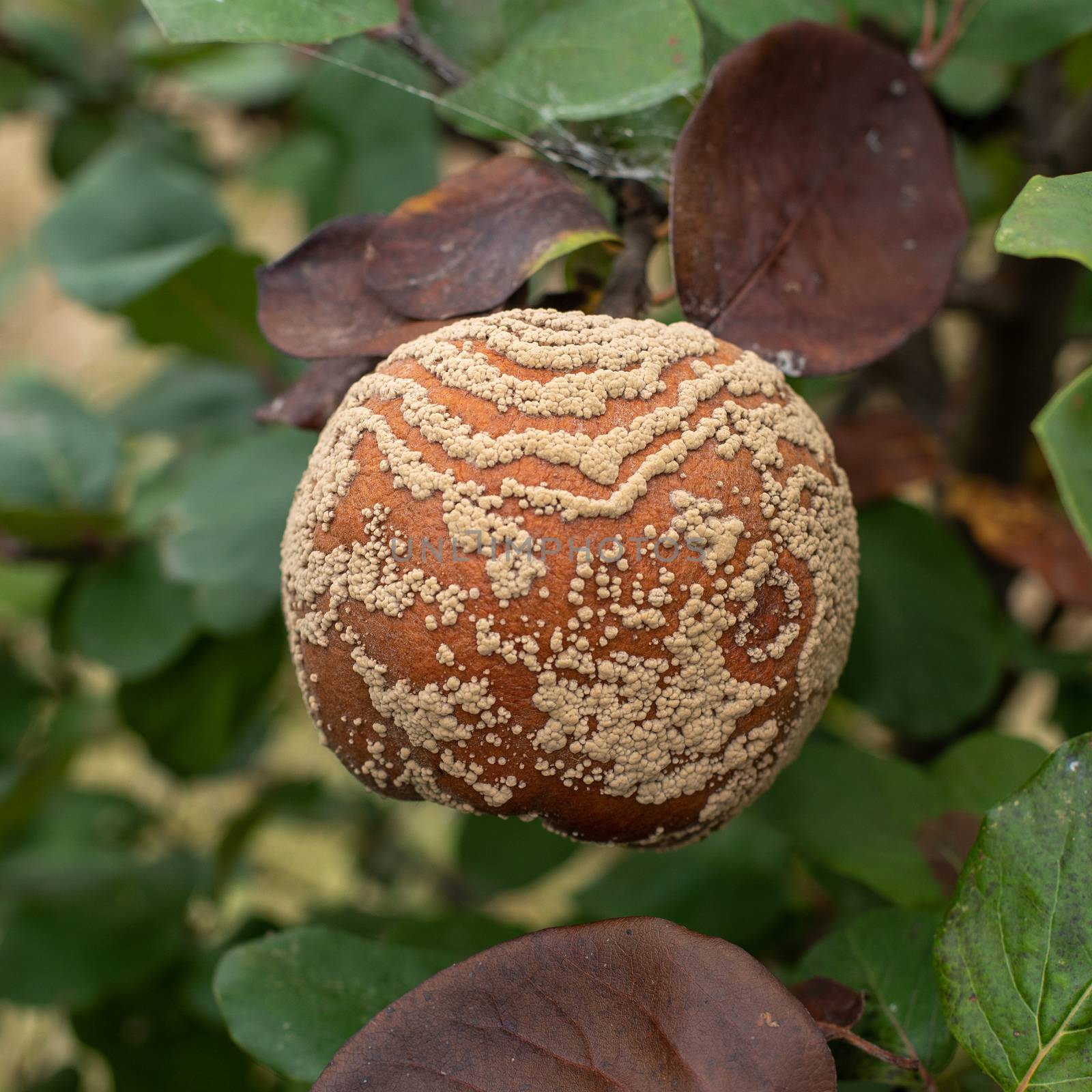 Monilia laxa (Monilinia laxa) infestation, plant disease, Rotten quince apple on the fruit tree