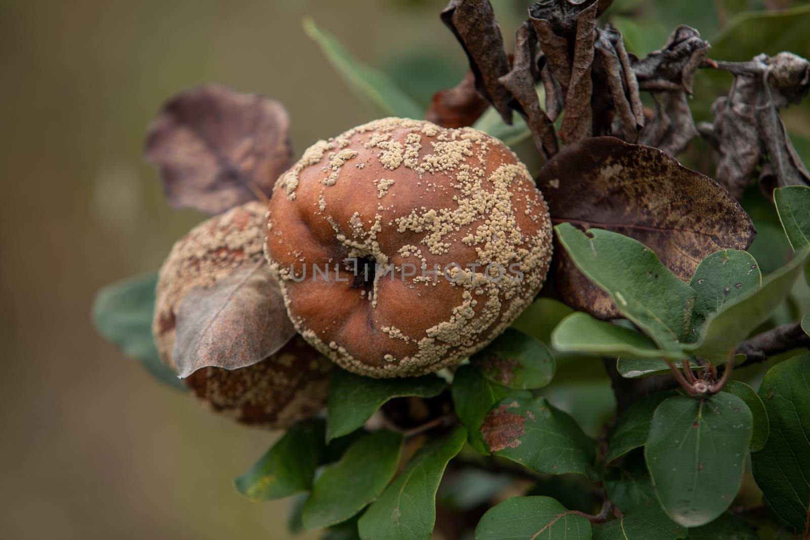 Monilia laxa (Monilinia laxa) infestation, plant disease, Rotten quince apple on the fruit tree