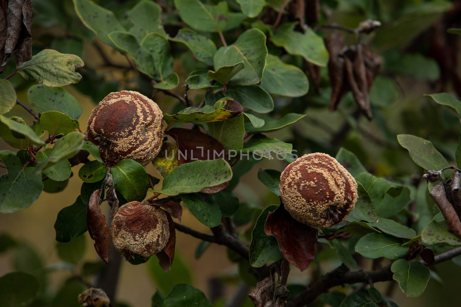 Monilia laxa (Monilinia laxa) infestation, plant disease, Rotten quince apple on the fruit tree