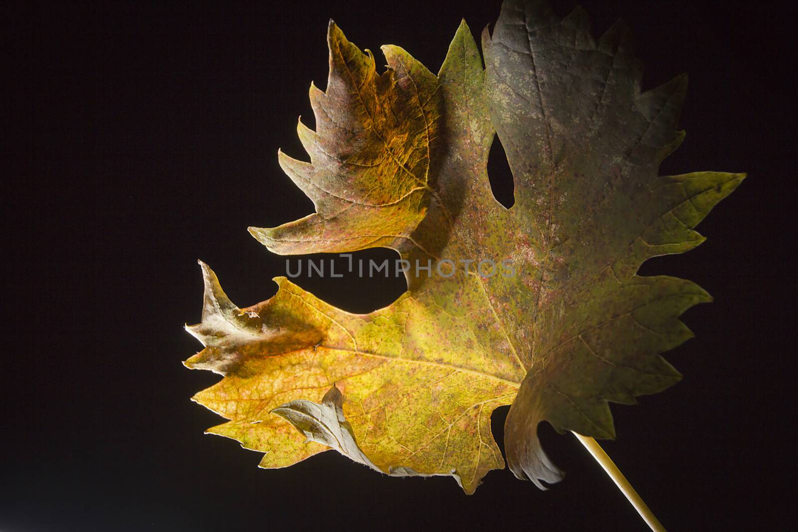 Yellowed wilted grape leaves on black background