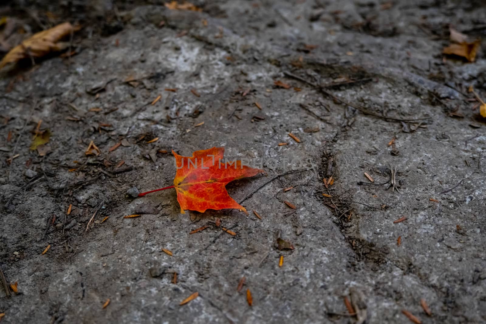 A single fallen maple leaf has red and orange coloring where it lies on a rocky surface in the woods.