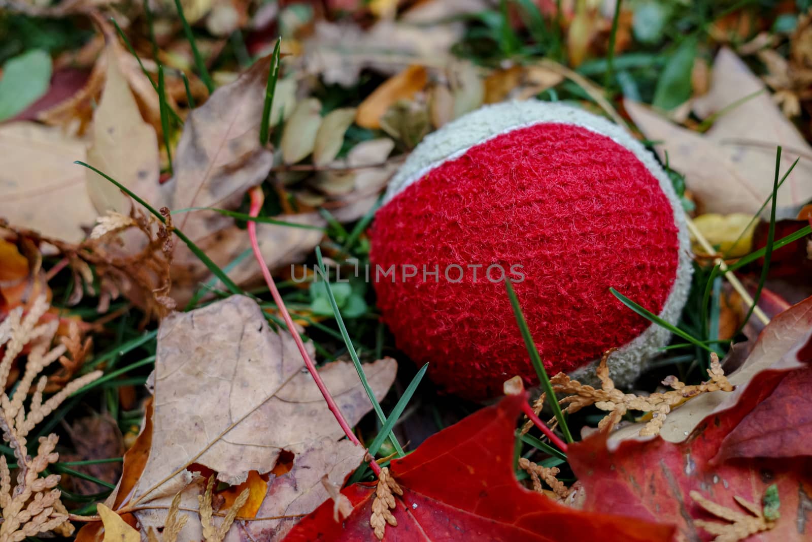 Tennis ball in backyard autumn leaves by colintemple