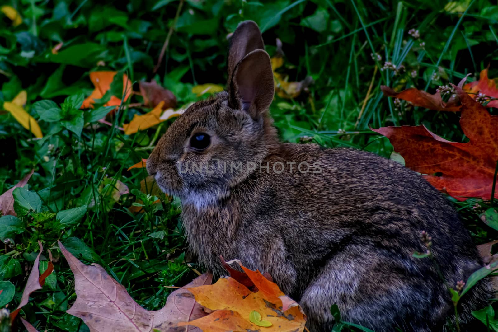 An eastern cottontail rabbit sits in the grass among fallen autumn leaves.