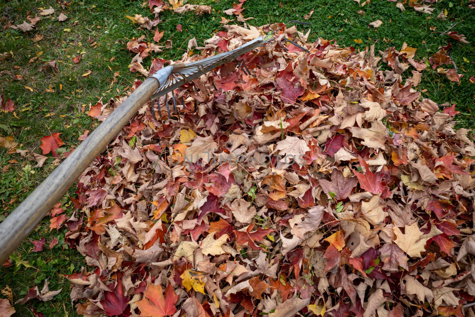 An image shows a rake pushing leaves into a pile from the point of view of someone doing the yard work.