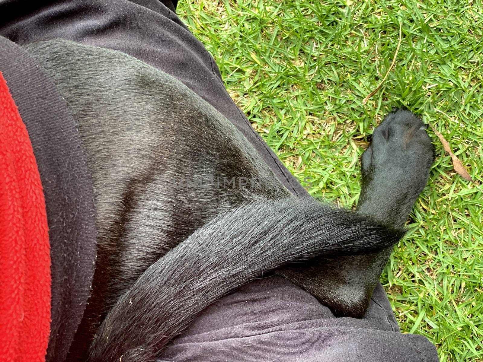 A black Labrador wearing a red jumper who is sitting on the lap of his owner.