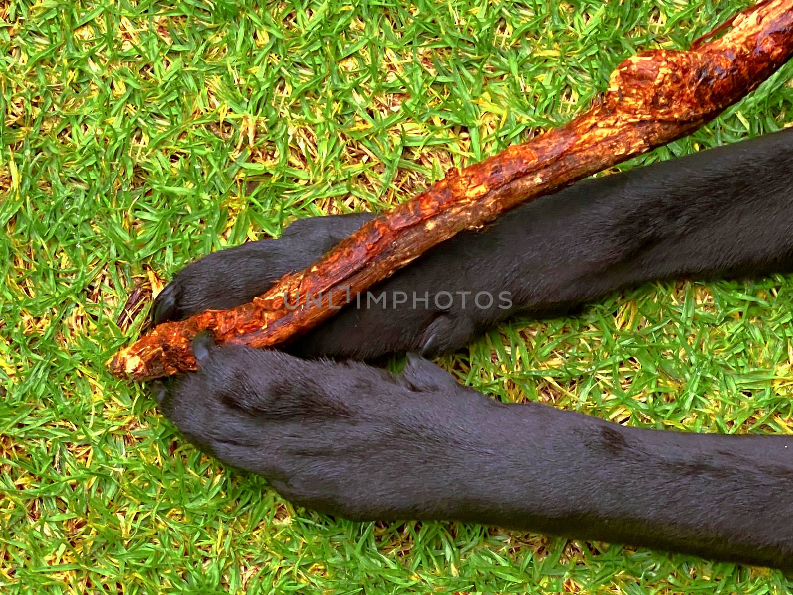 A black dog grasping a stick with his hands as he chews it.