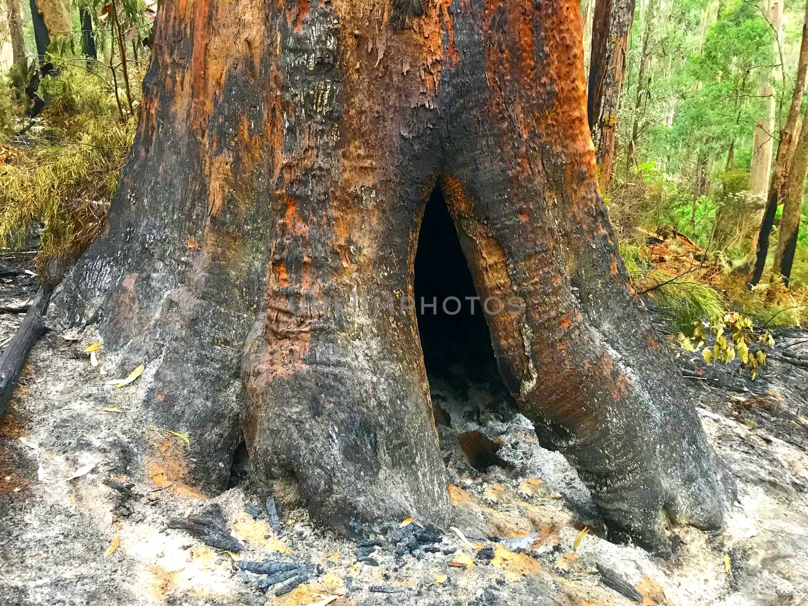 A tree that has burned inside and outside, causing a hollow.