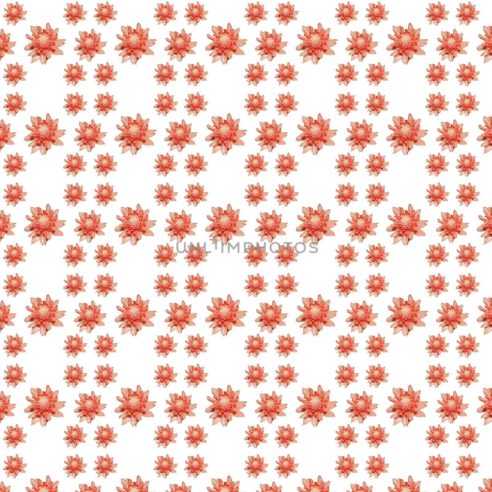 Seamless pattern of pink flower on white background.
Plants seamless pattern concept.
