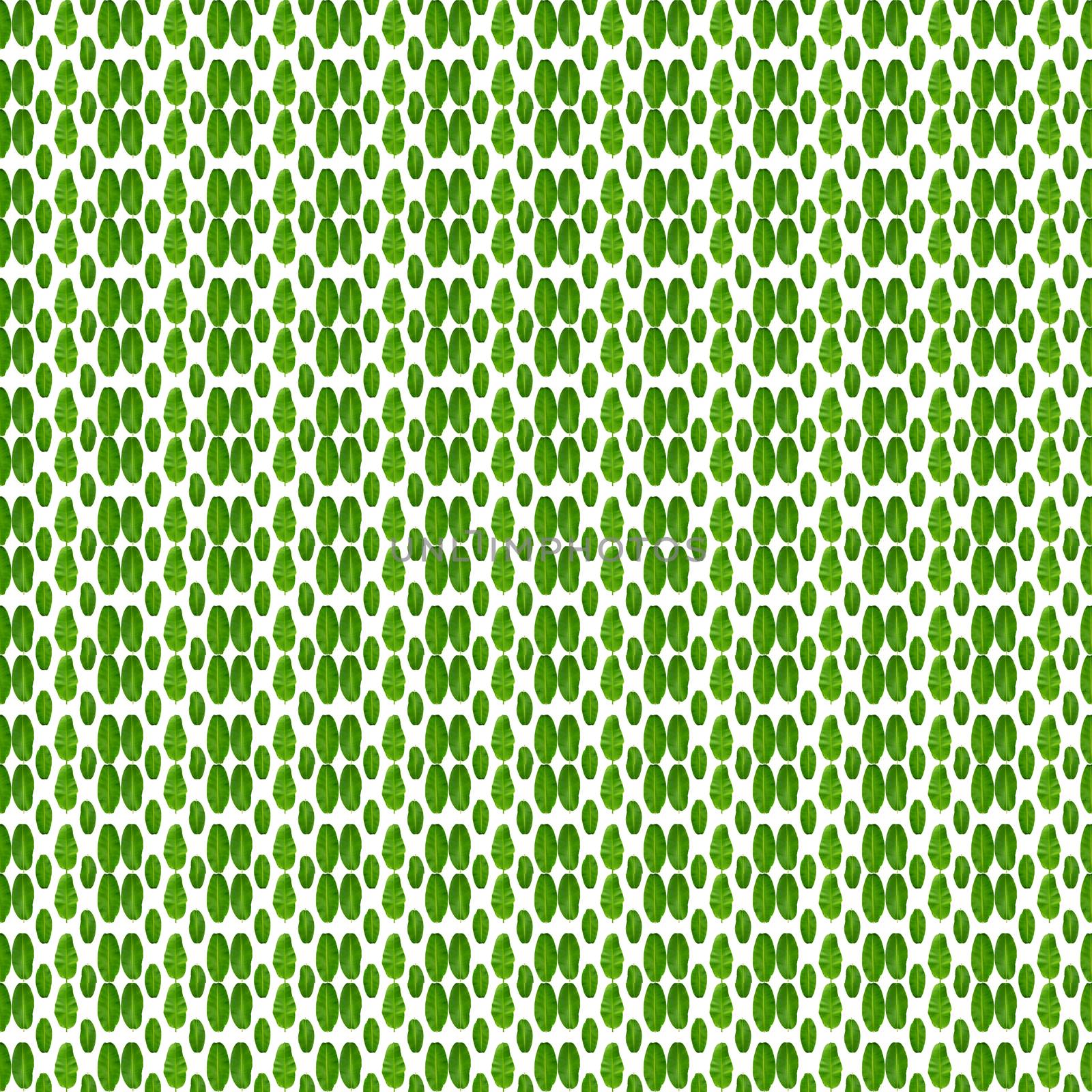 Seamless pattern of green banana leaves on white background. Pla by Unimages2527