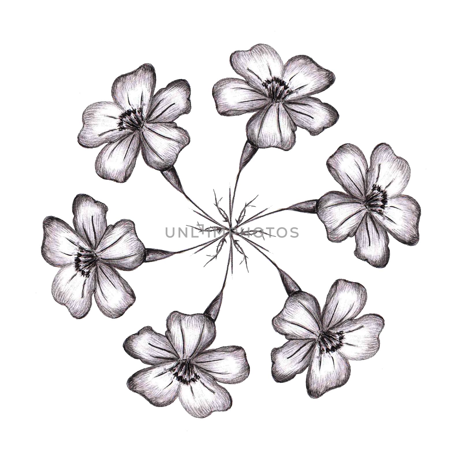 Black Hand-Drawn Isolated Flower Circle Composition. Monochrome Botanical Plant Illustration in Sketch Style. Thin-leaved Marigolds for Print, Tattoo, Design, Holiday, Wedding and Birthday Card.