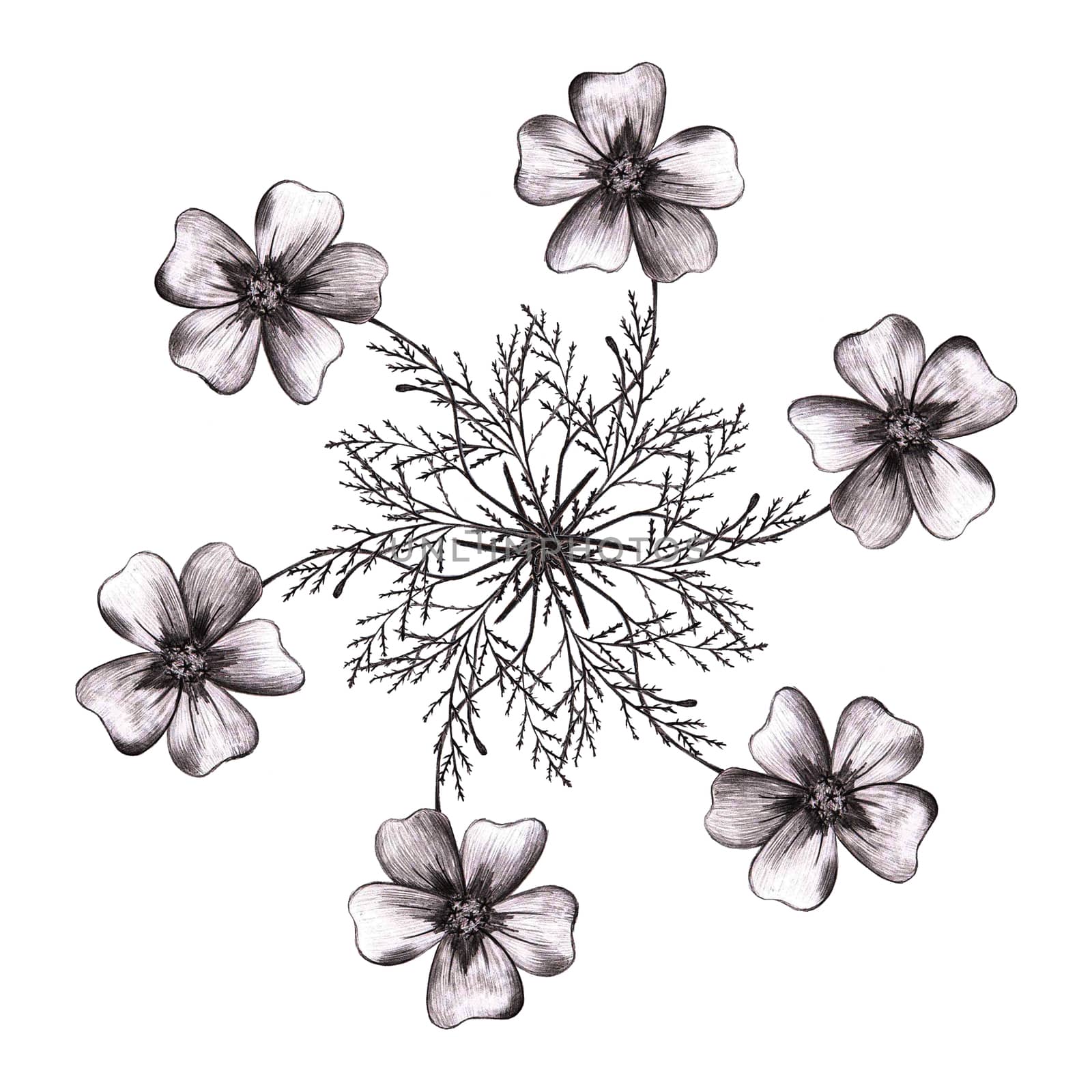 Black Hand-Drawn Flower Circle Composition. Thin-leaved Marigolds Sketch. by Rina_Dozornaya