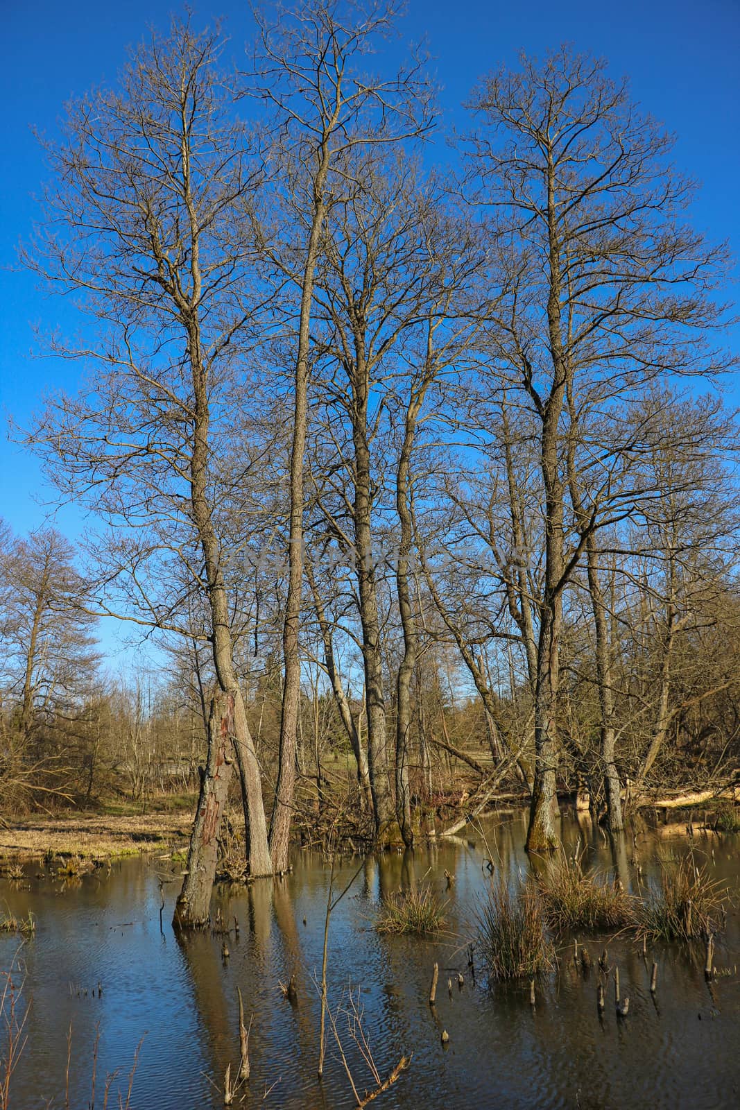 Beautiful young trees near the lake in early spring