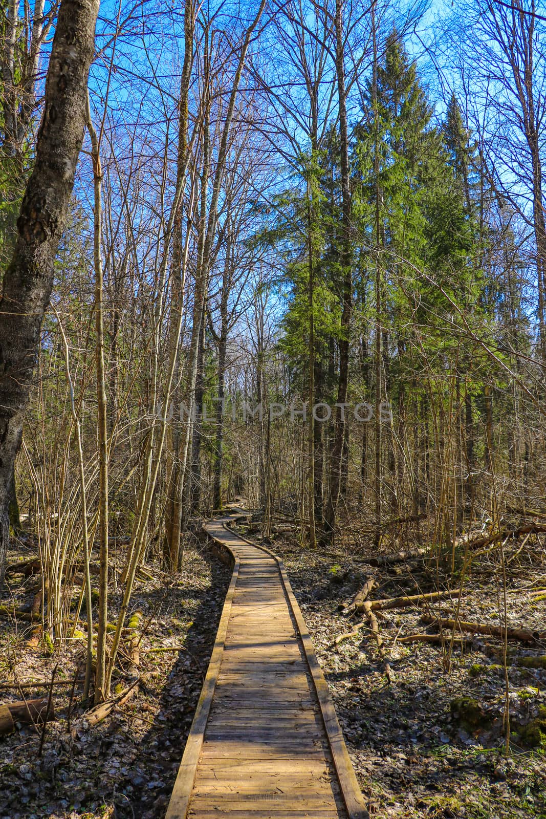 Trail for walking through the dense forest. Selective focus. by kip02kas