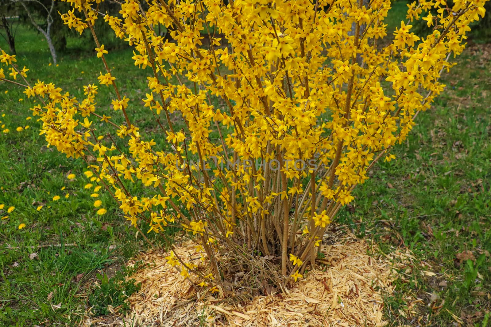 Forsythia is an ornamental deciduous shrub of garden origin. Forsythia flowers in front of with green grass. Golden Bell, Border Forsythia, selective focus
