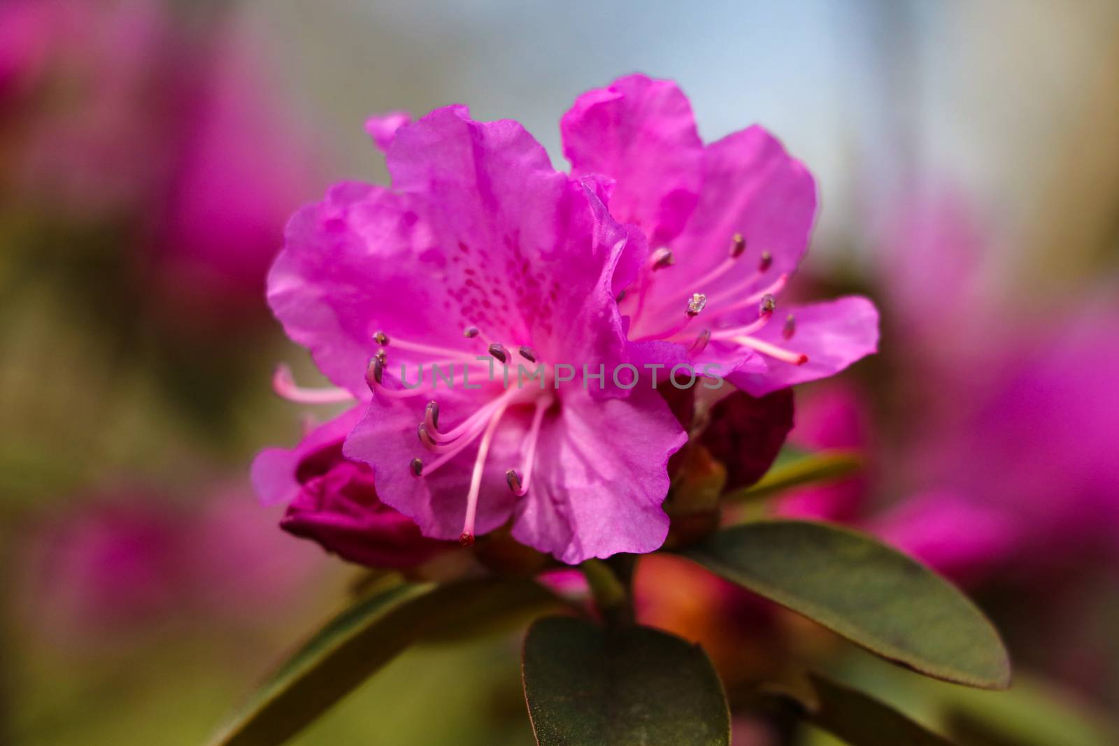 Beautiful pink Rhododendron in the garden. Selective focus