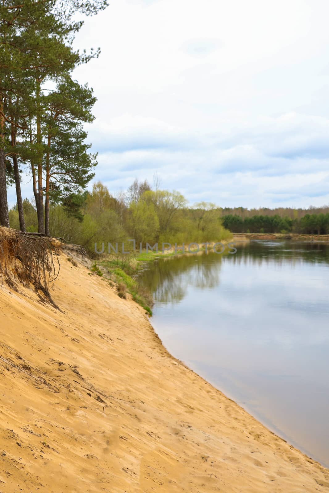 The steep sandy shore of the river. Large pine forest. Selective focus