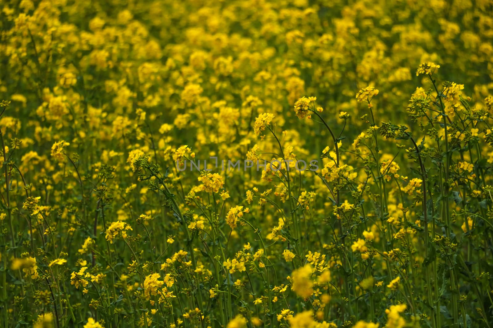 Yellow field rapeseed in bloom. Selective focus. by kip02kas