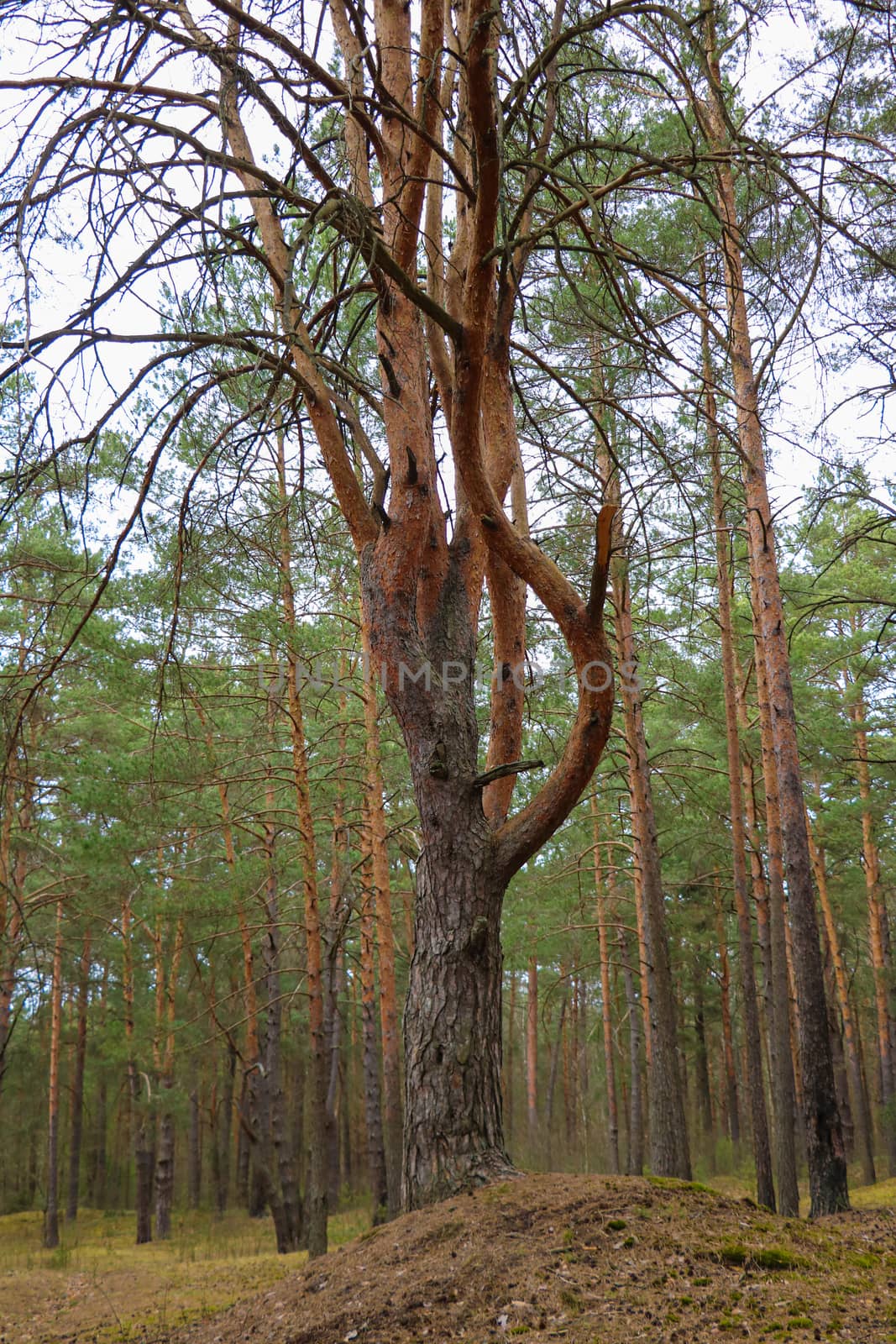 View of a beautiful pine in the forest. Selective focus