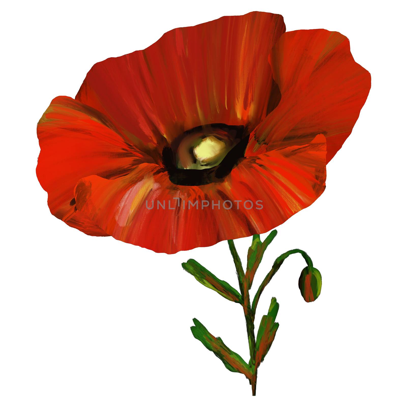 Single Red poppy flower with leaves and stem isolated on white background. Simple floral hand drawn wildflower design.