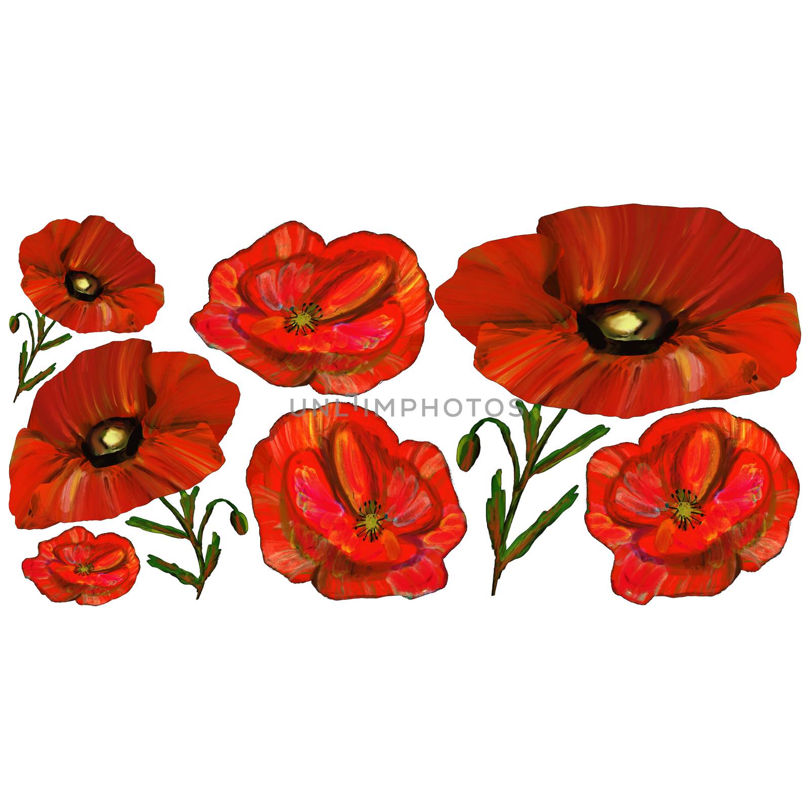 Set with Red poppy flowers isolated on white background. by Nata_Prando