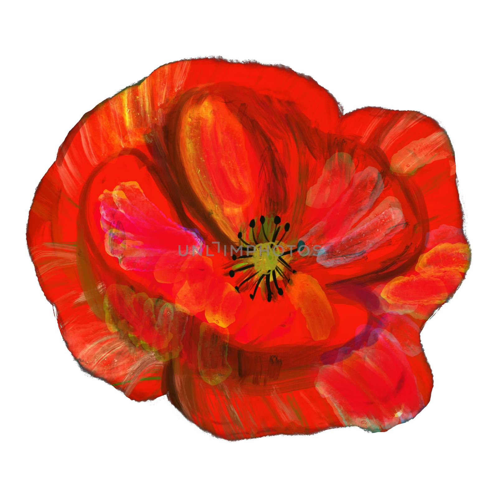 Single Red poppy flower isolated on white background. Simple floral hand drawn wildflower design.