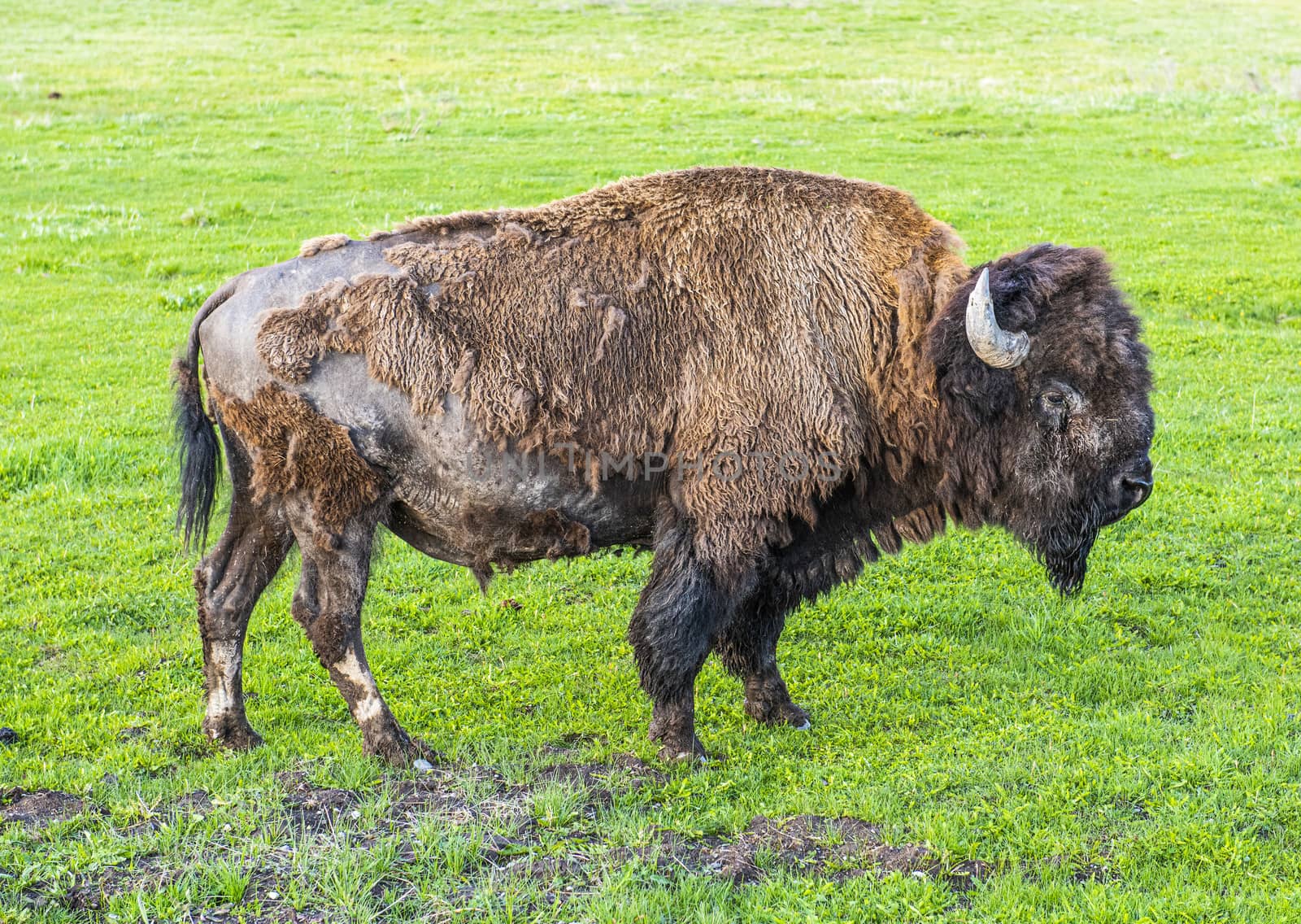 Buffalo bull in Yellowstone National Park, Wyoming, USA 