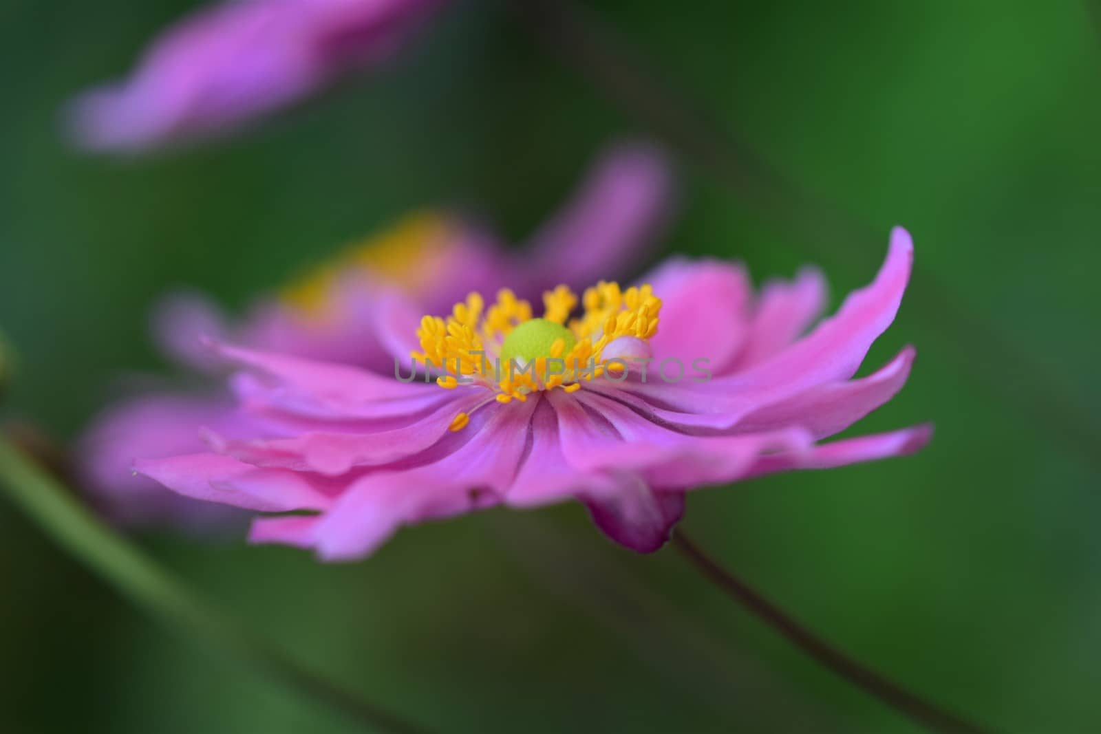 Closeup of an autumn anemone flower