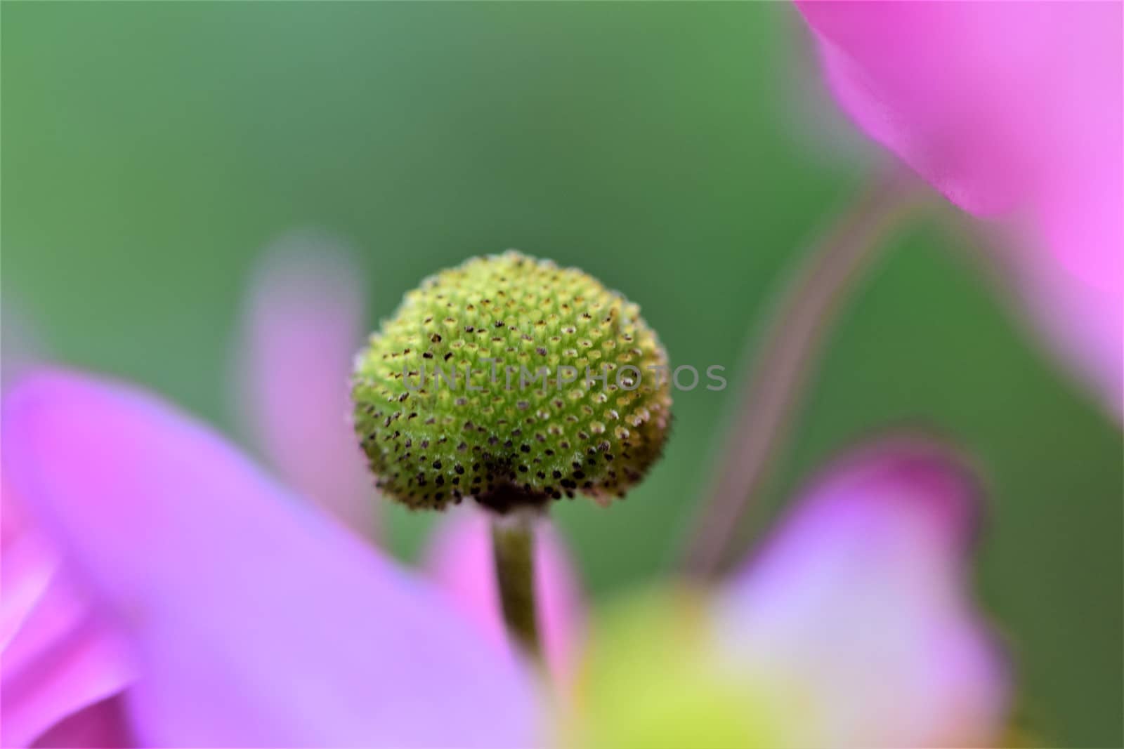 Closeup of the pistil of an autumn anemone