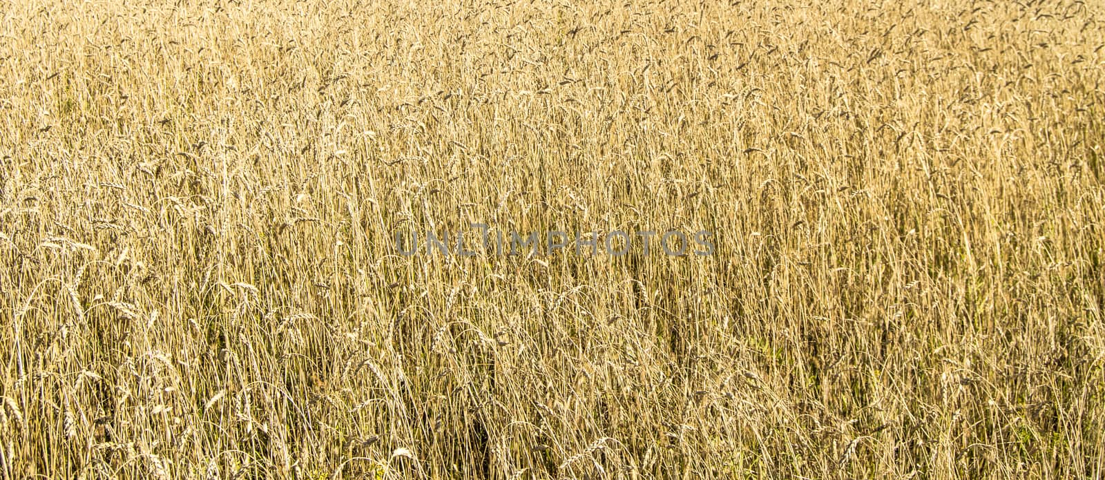 Wheat field with Golden ears. Rural landscape under bright sunlight. Background of the ripening ears of wheat field. The concept of a rich harvest.