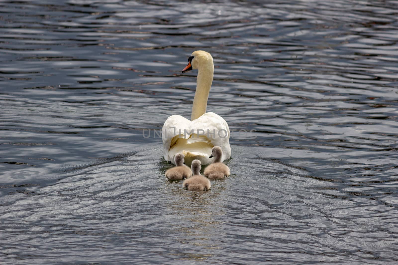 Swimming swan with three swan children by reinerc