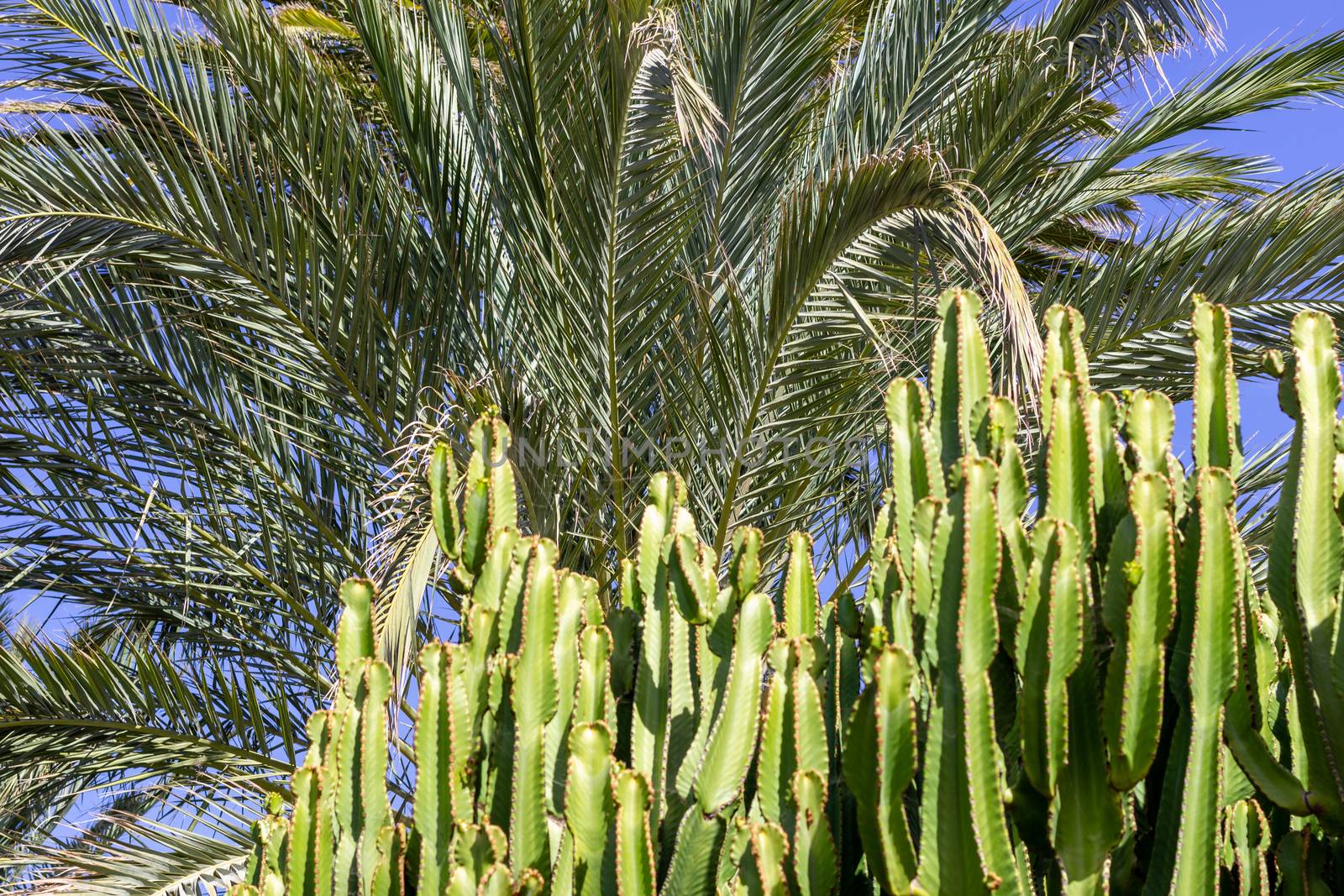 Palm tree and cactus in the foreground in Morro Jable on canary  by reinerc