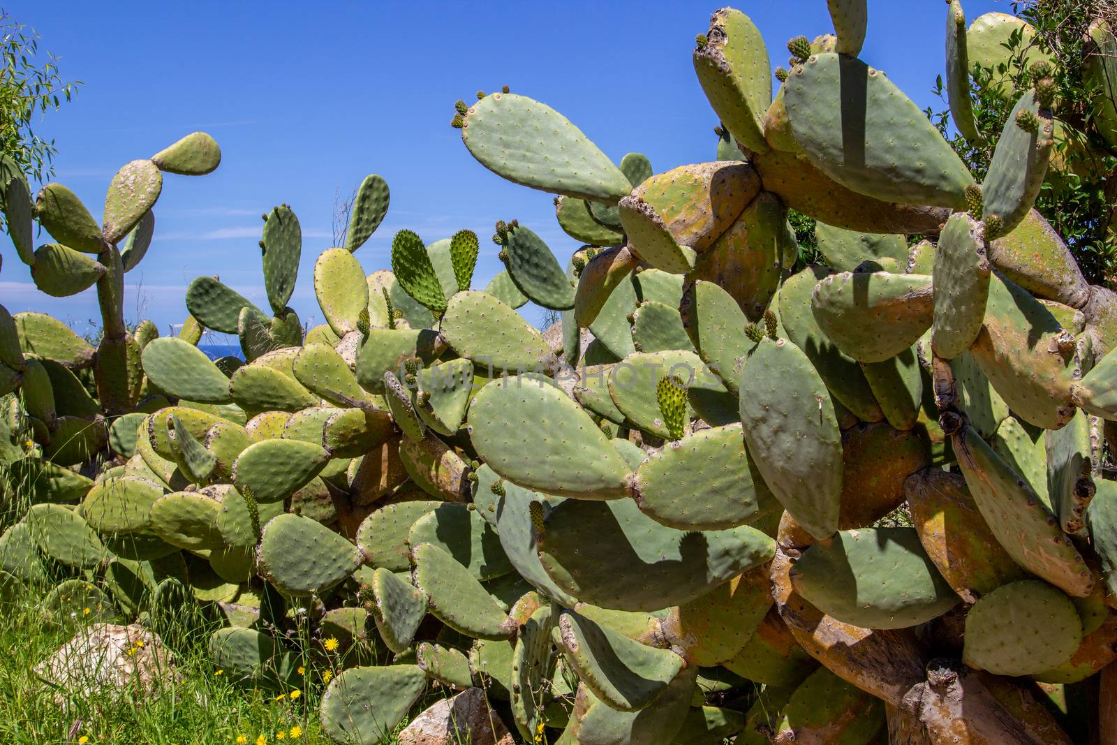 Vegetation with cactus and other plants in the north of Mallorca