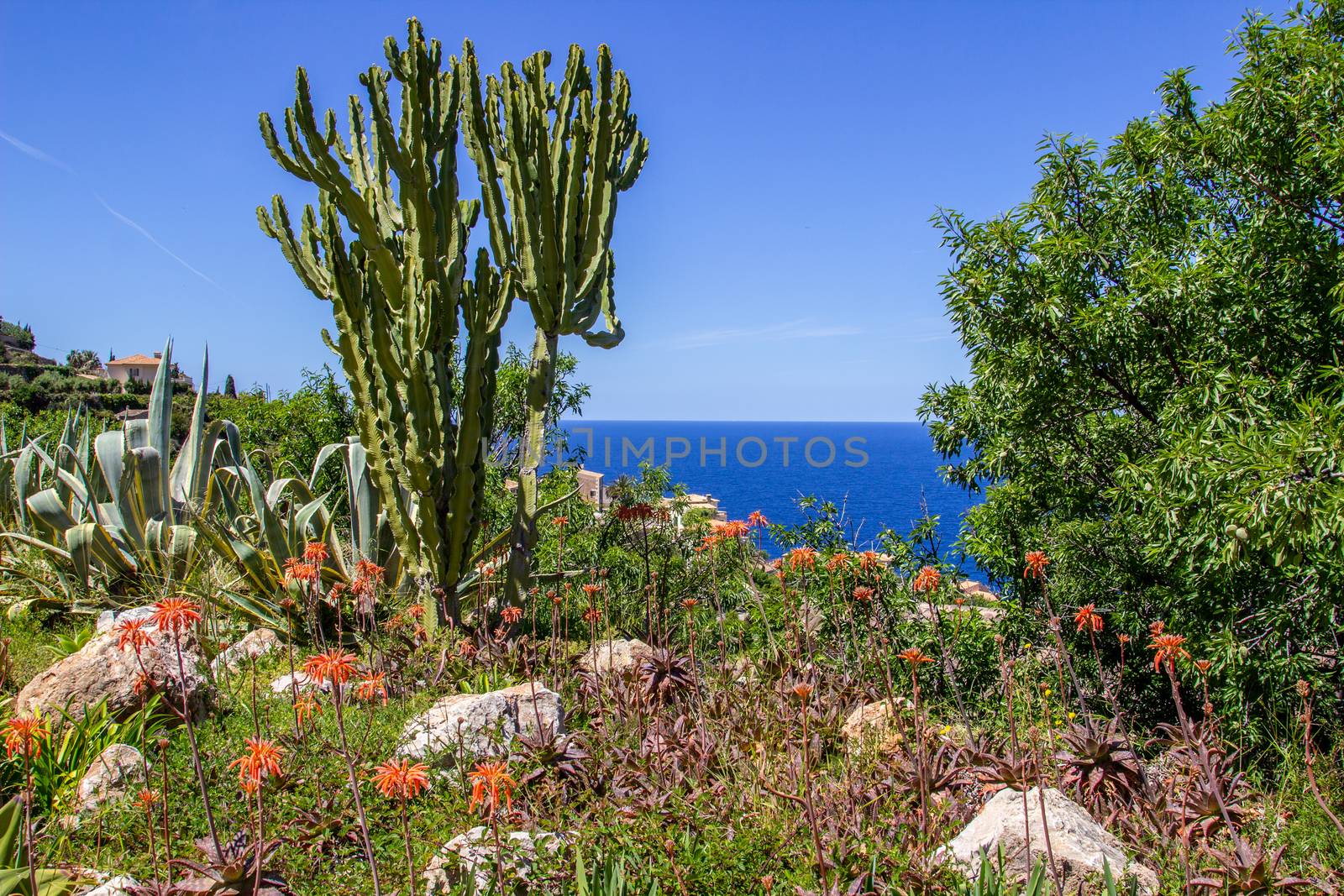 Cactus plant on Baleares island Mallorca by reinerc