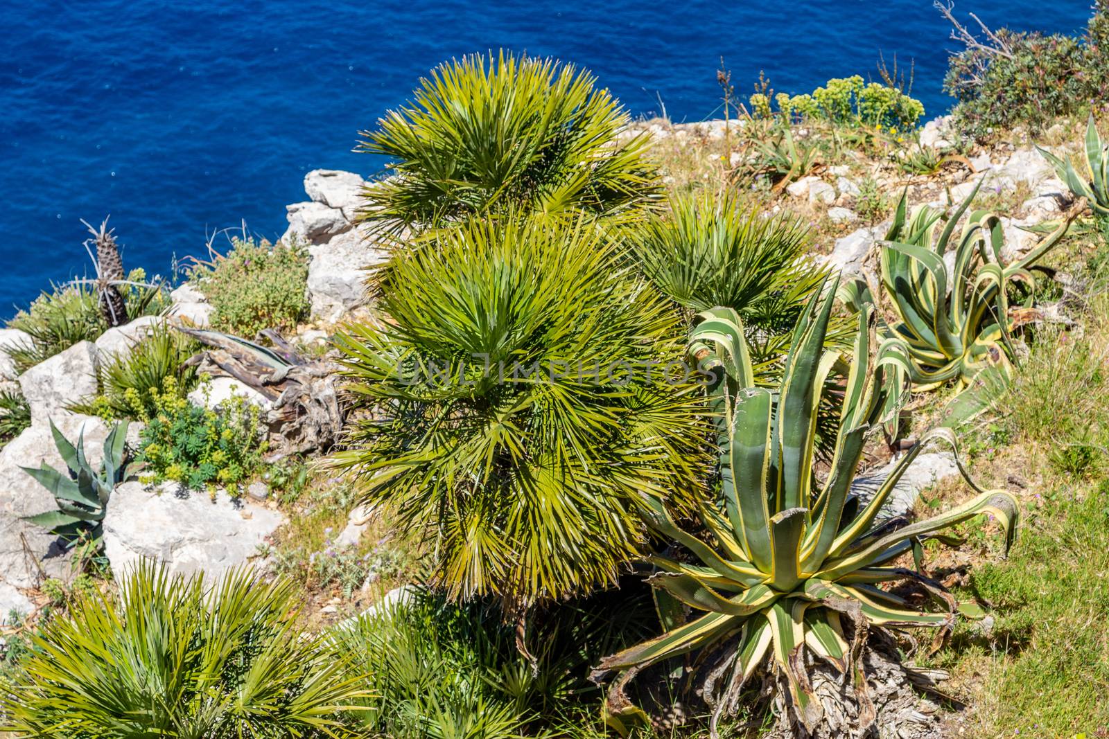 Scenic view from viewpoint Mirador Ricardo Roco on  the north coast of Mallorca with vegetation in foreground
 