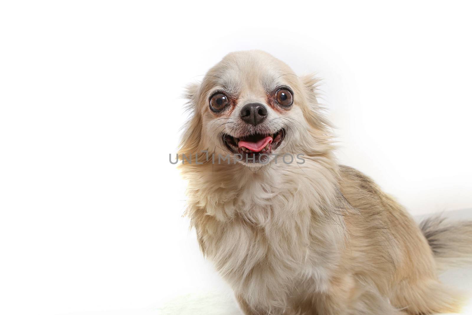 companion dog smiling with white background. Studio photo with copy space
