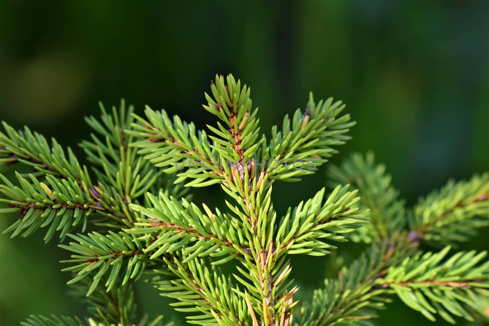 Close up of a fir branches against a green blurred ackground