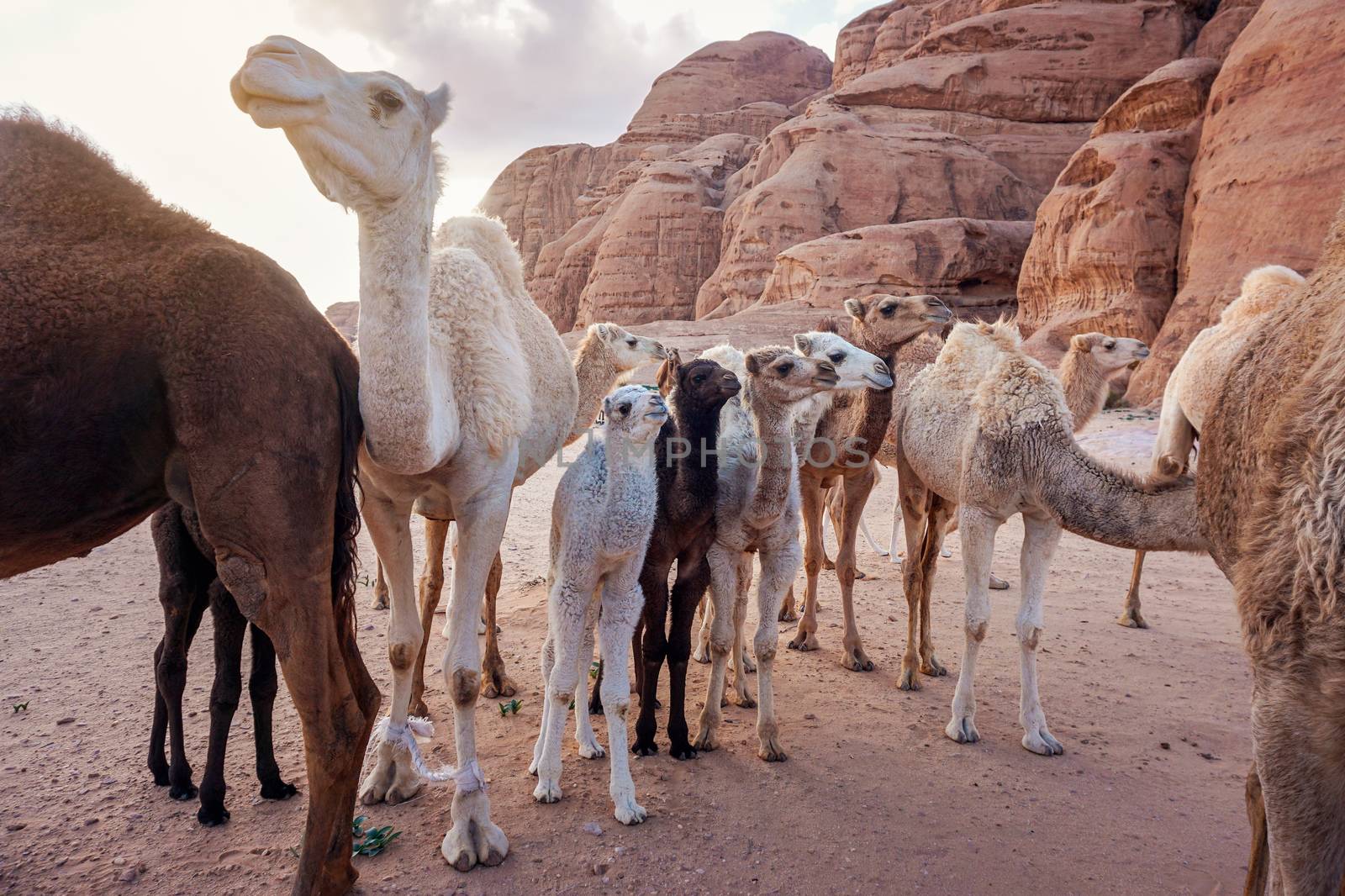 Group of camels with their small calves walking in Wadi Rum desert, closeup wide angle detail by Ivanko